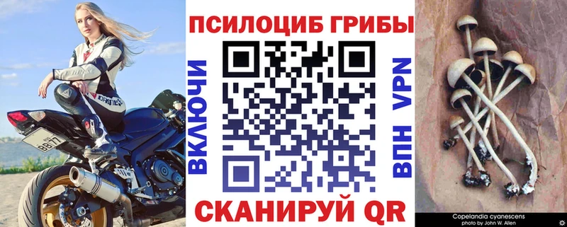 Галлюциногенные грибы Psilocybine cubensis  закладки  Малгобек 
